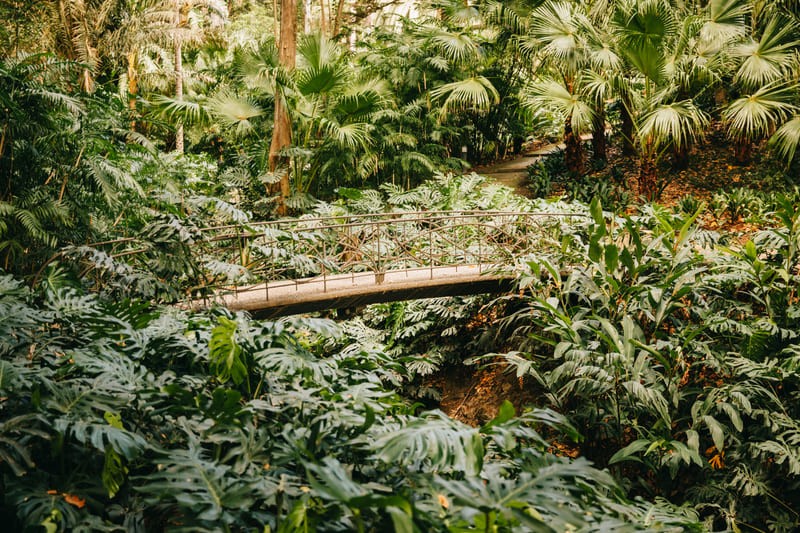 ¿Por qué ir al Jardín Botánico de Málaga en Navidad?